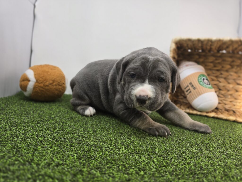 Jade - Cane Corso - Image 6