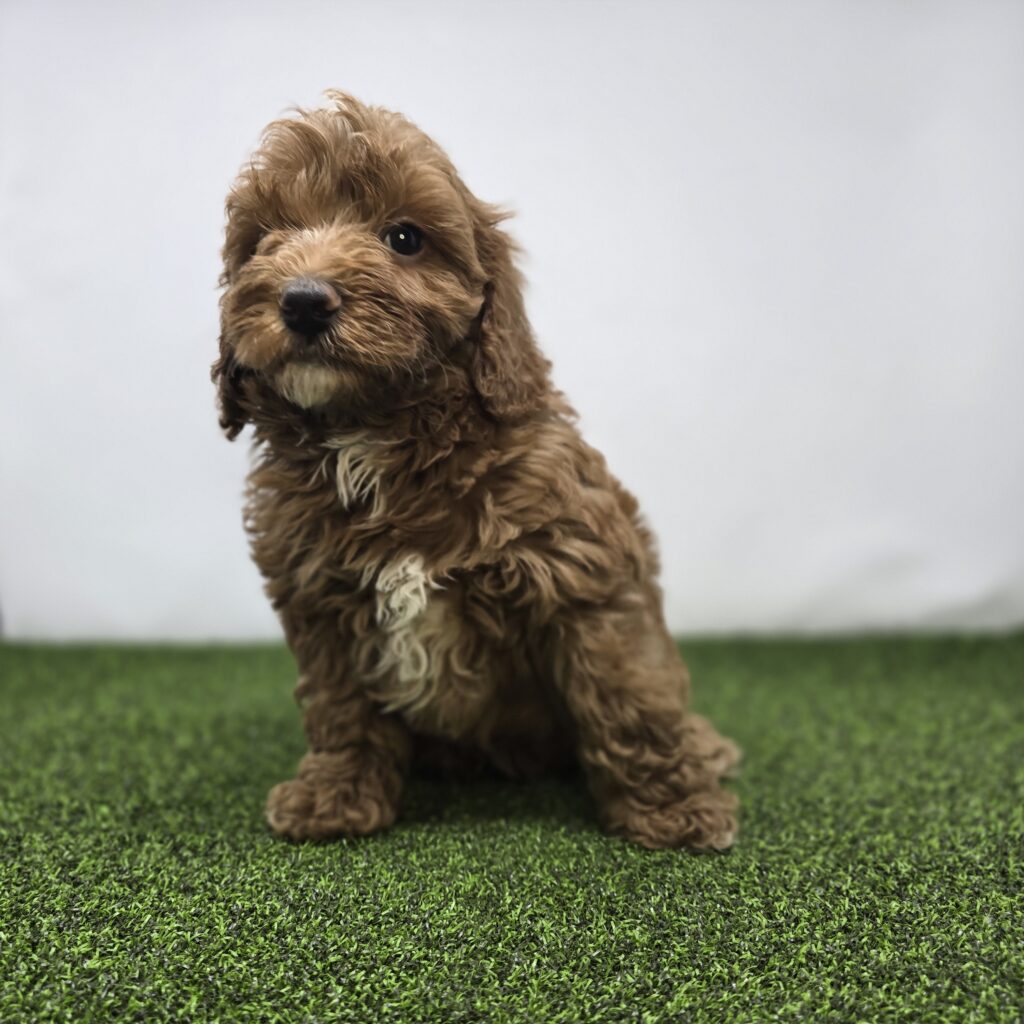 [#261-01]  - Red M Goldendoodle Mini F1b Puppies For Sale