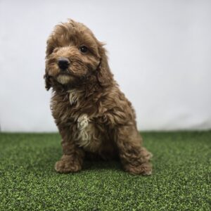 Goldendoodle Mini F1b