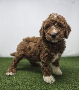Goldendoodle Mini F1b