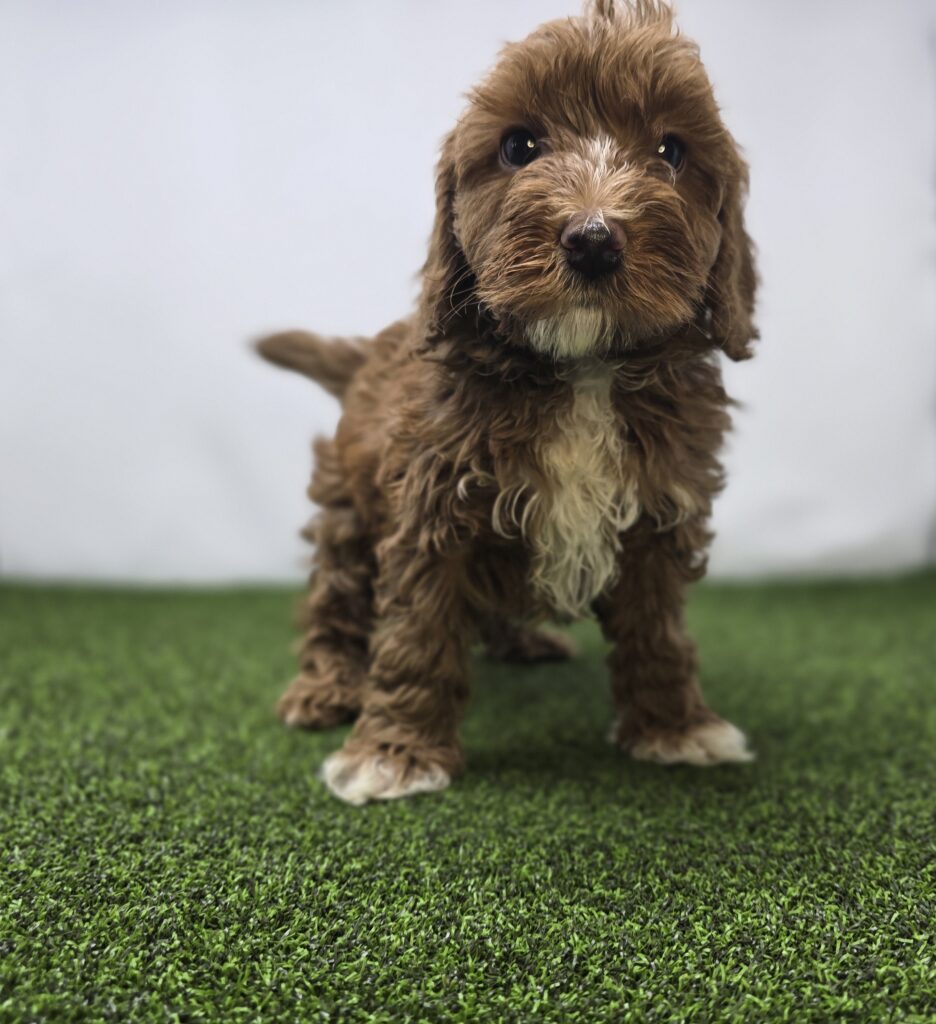 [#261-03]  - Red F Goldendoodle Mini F1b Puppies For Sale