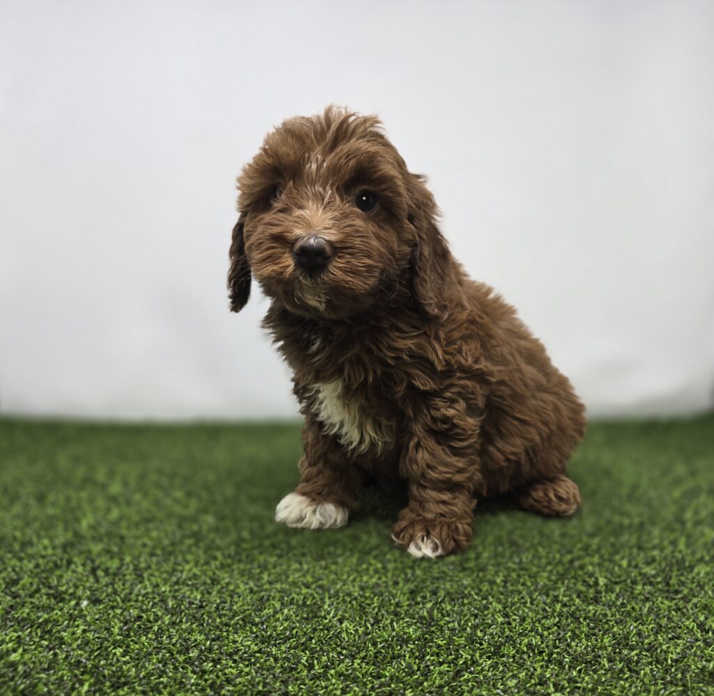 [#261-04]  - Red F Goldendoodle Mini F1b Puppies For Sale
