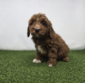 Goldendoodle Mini F1b