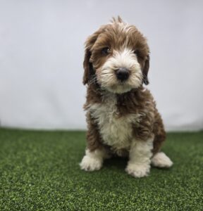 Goldendoodle Mini F1b