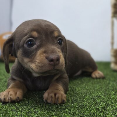 Chiweenie - 1265 - Gigi