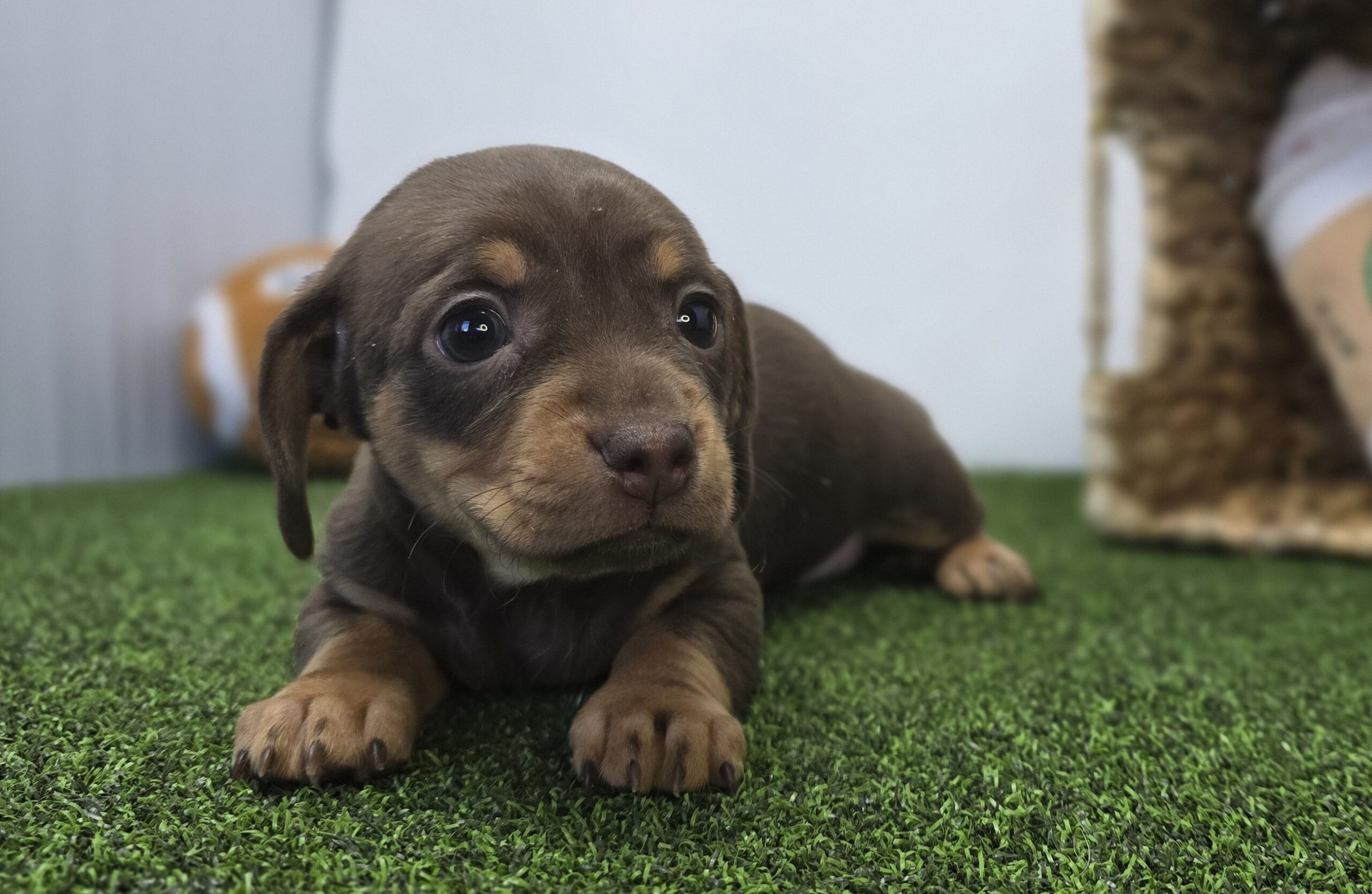 Chiweenie – 1265 – Gigi