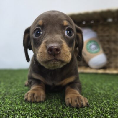 Chiweenie - 1266 - Winnie