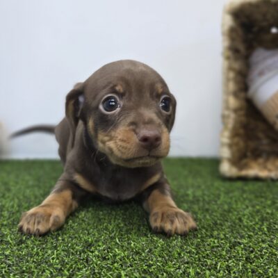 Chiweenie - 1267 - Coco