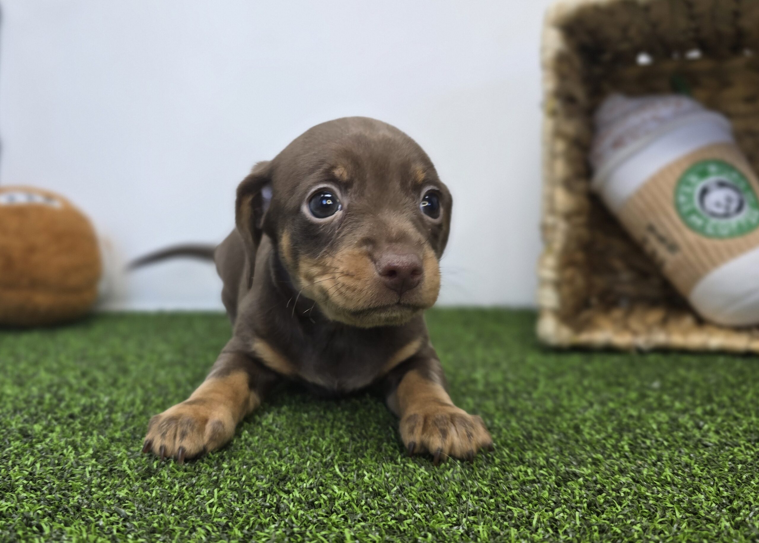 Chiweenie – 1267 – Coco