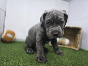 Cane Corso
