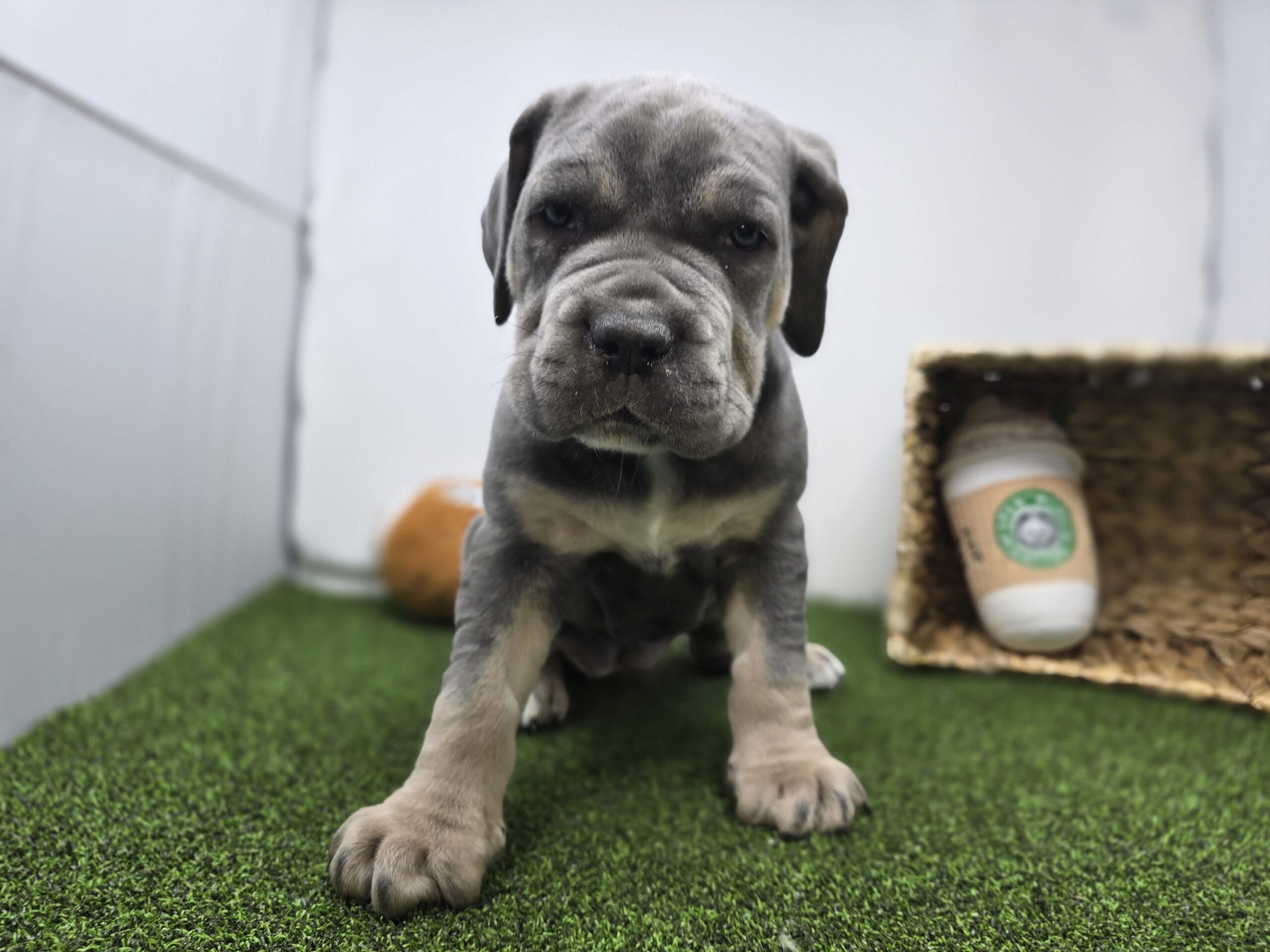 Cane Corso – 1255 – Willow