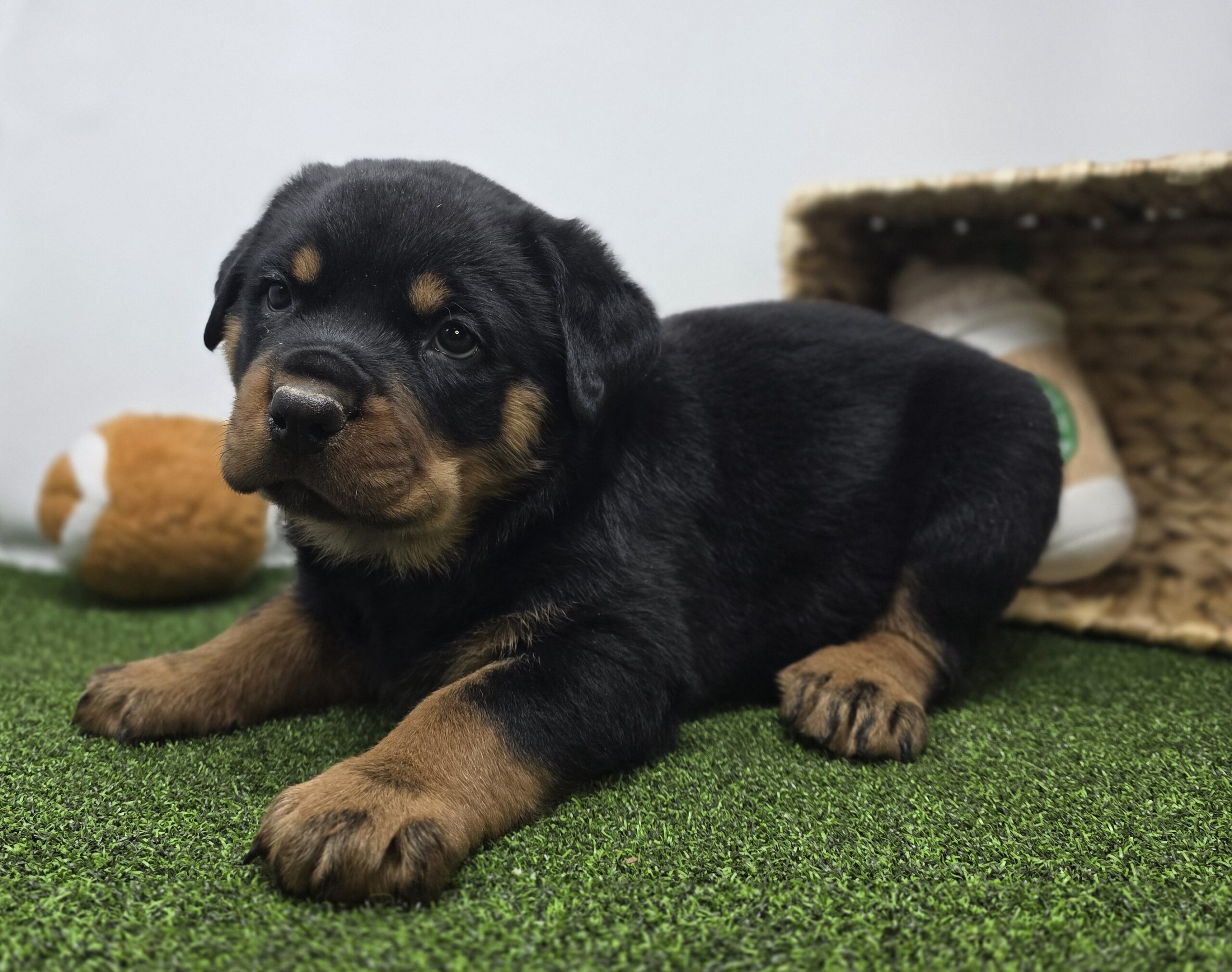 Rottweiler – 1258 – Ronan