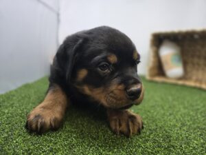 Rottweiler