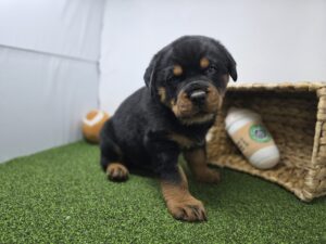 Rottweiler