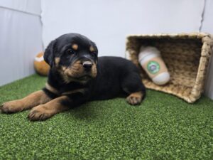 Rottweiler