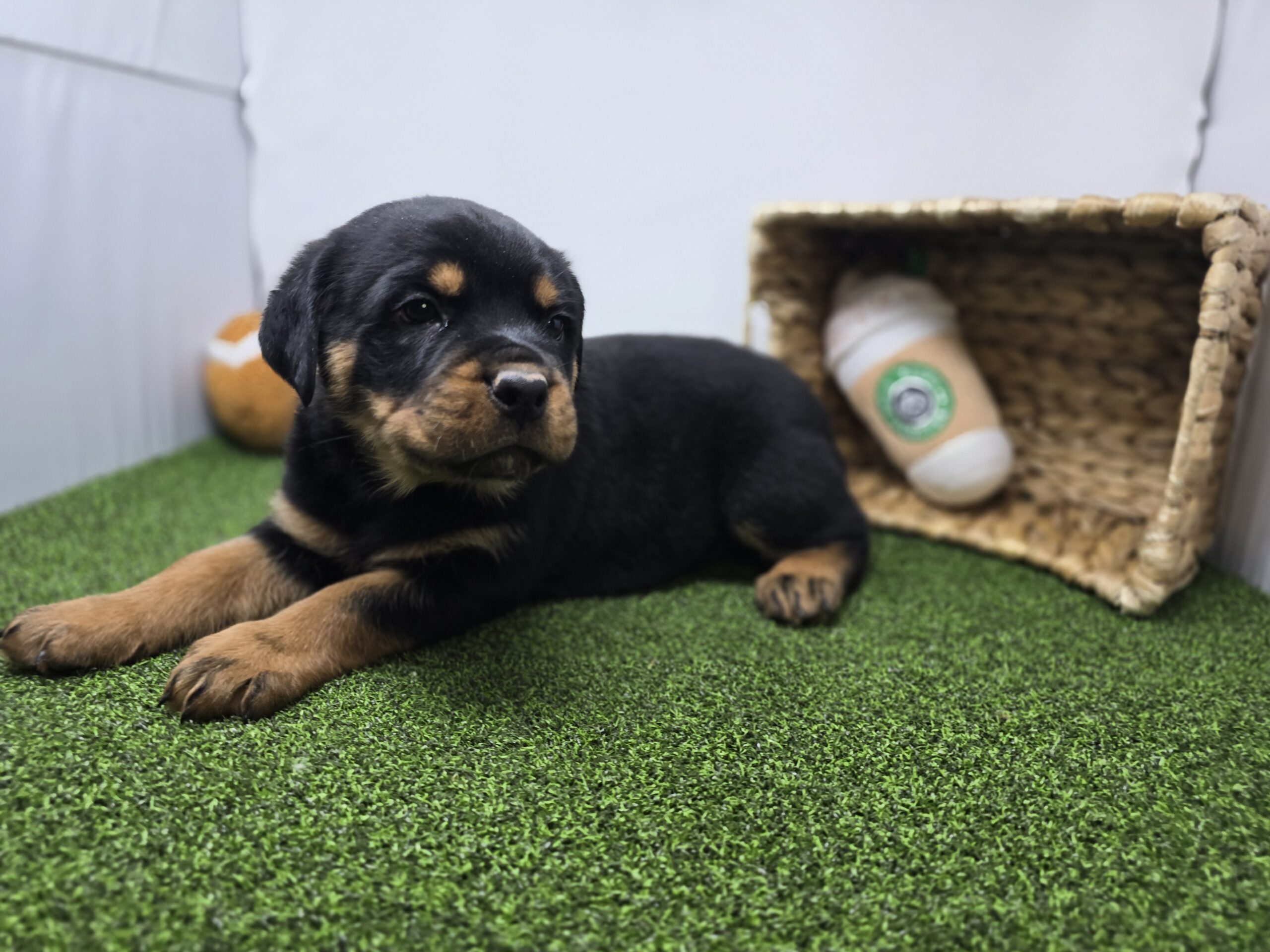 Rottweiler – 1262 – Sage