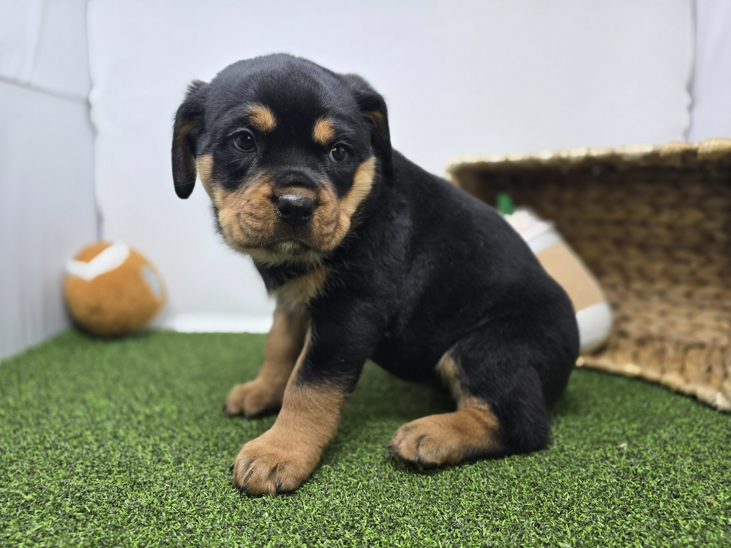 Rottweiler – 1263 – Artemis