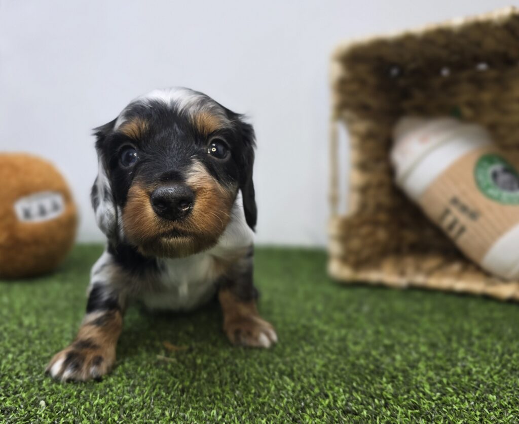 Theo - Dachshund - Image 6