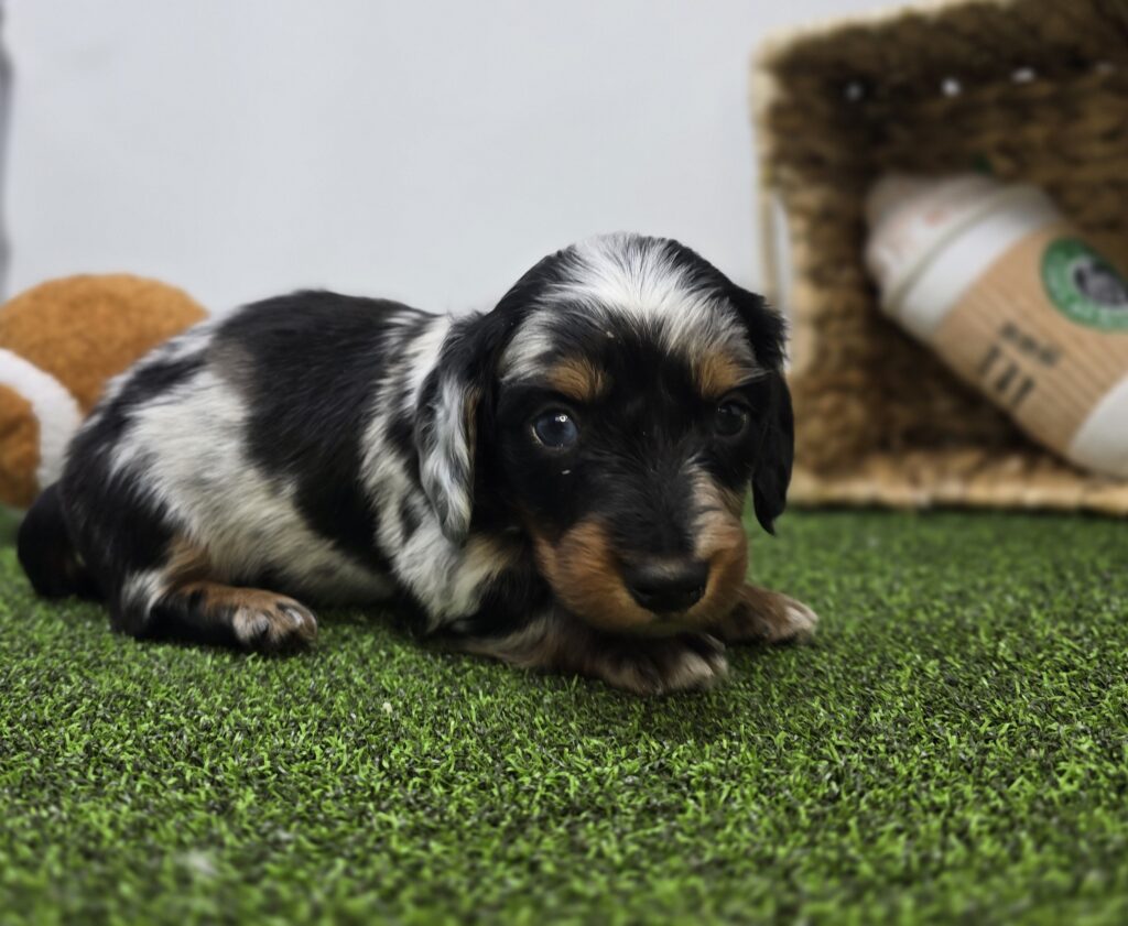 Theo - Dachshund - Image 5