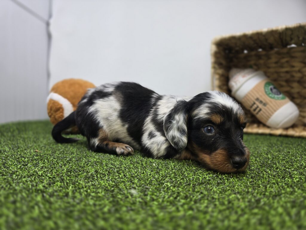 Theo - Dachshund - Image 4