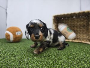 Dachshund