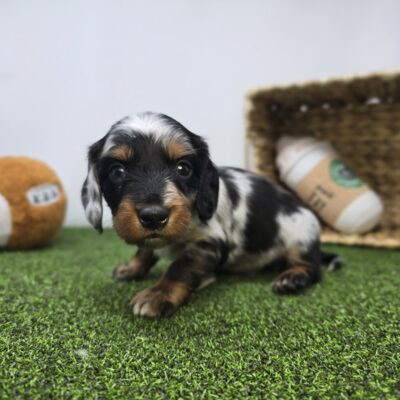 Dachshund - 1268 - Theo