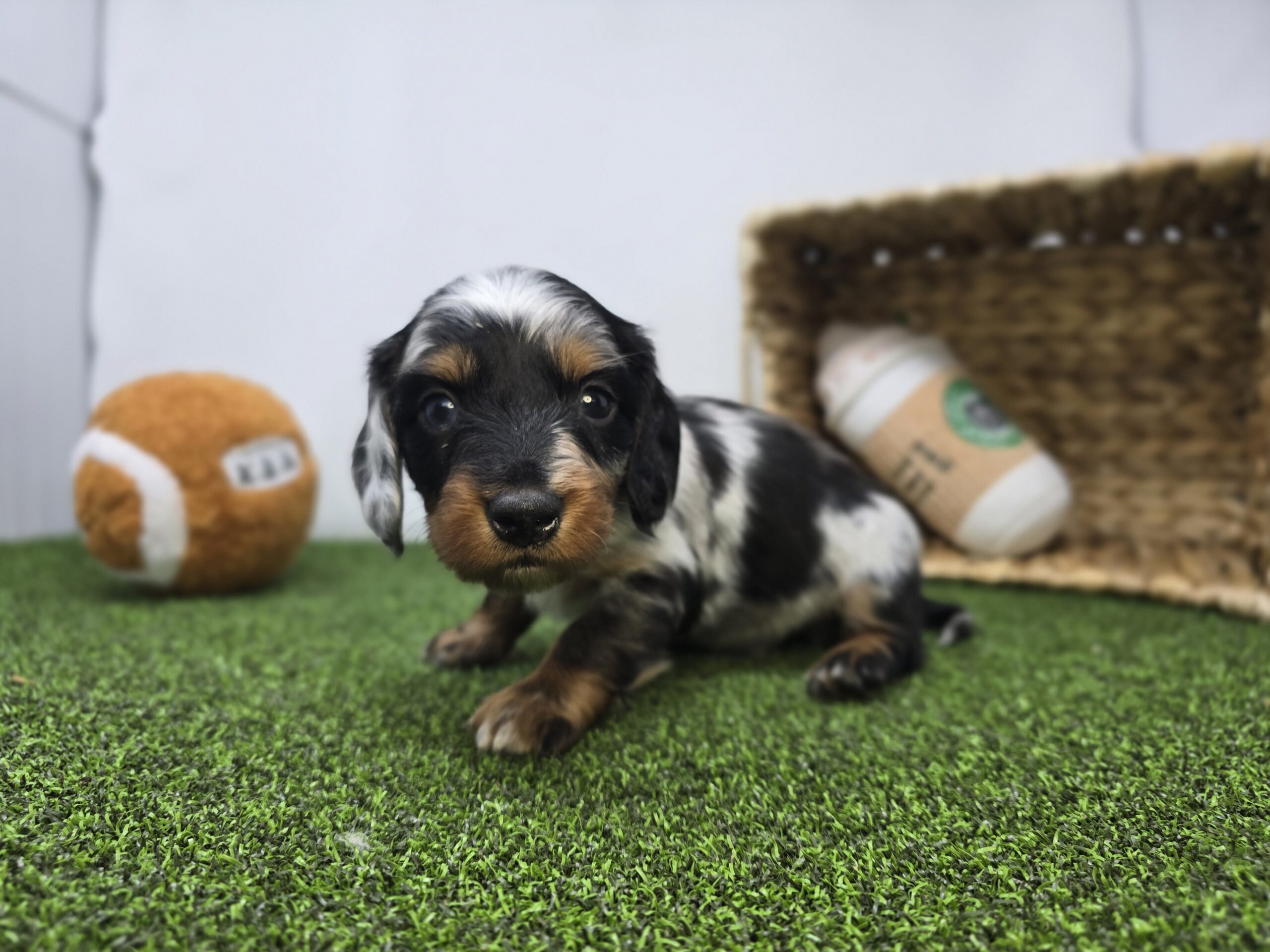 Dachshund – 1268