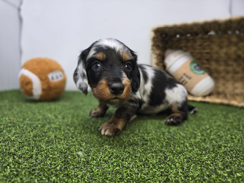 Theo - Dachshund - Image 3