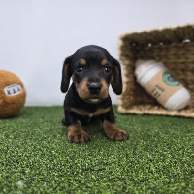 Dachshund - 1269 - Cooper
