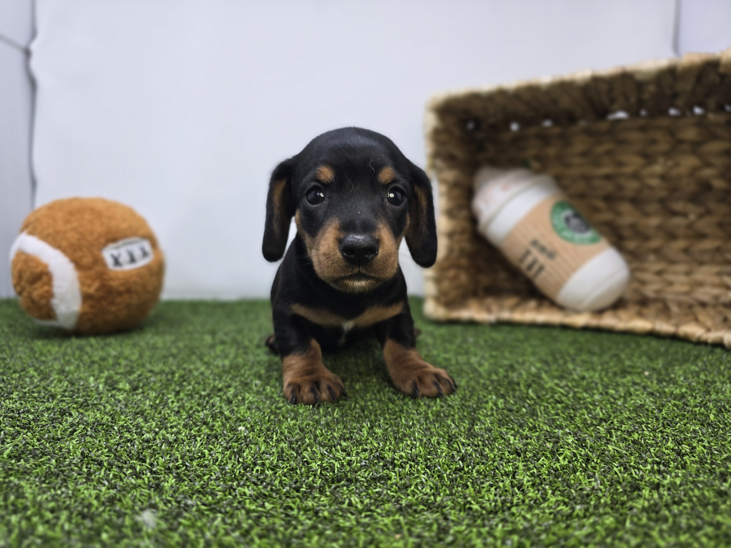 Dachshund – 1269