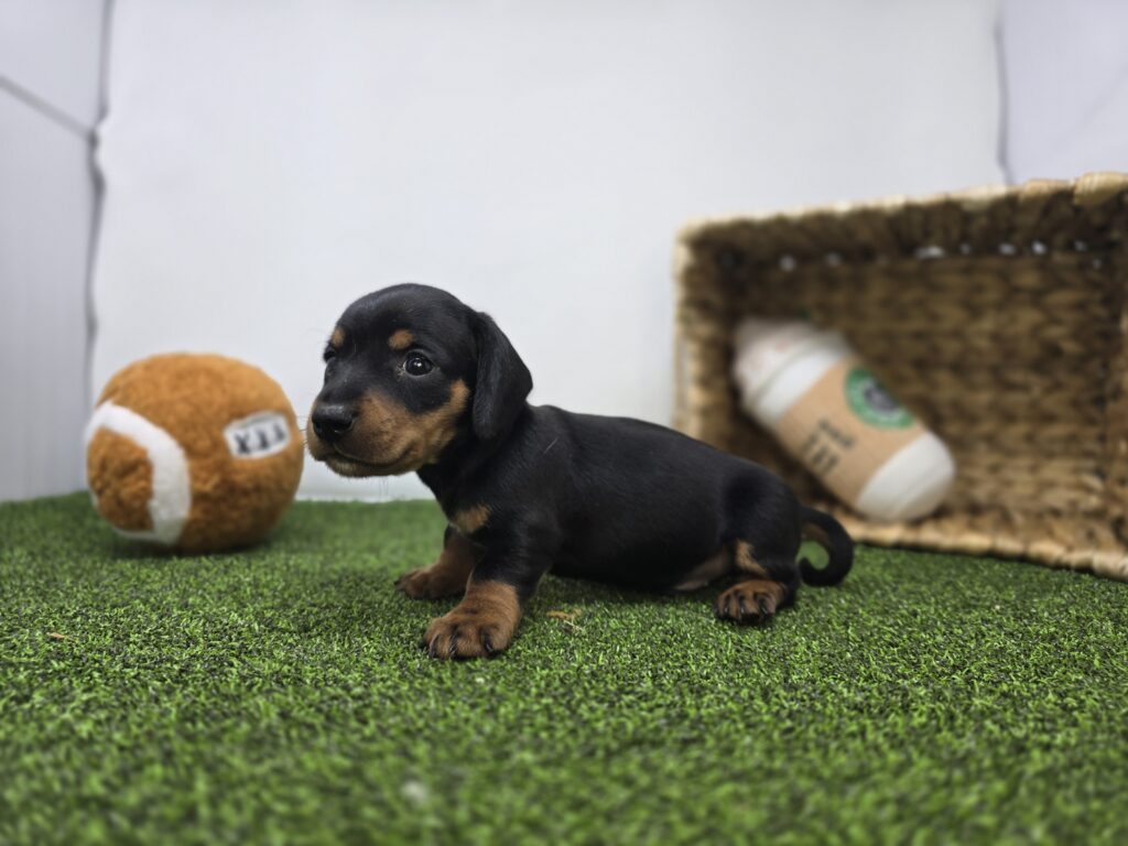 Theo - Dachshund - Image 5