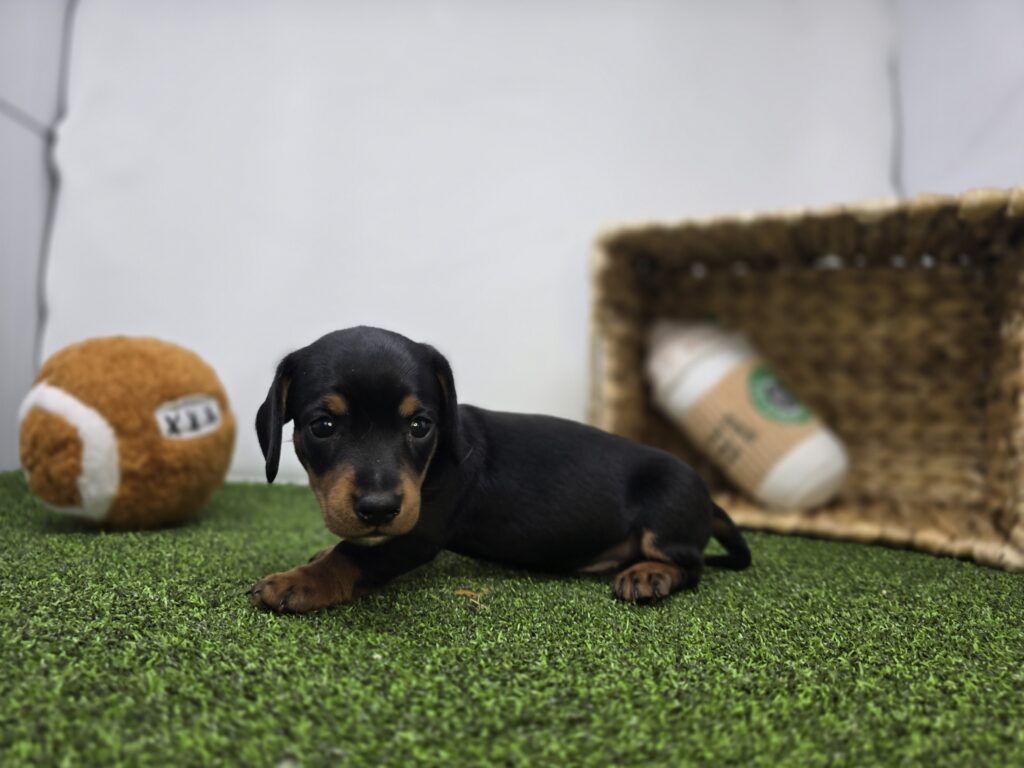 Theo - Dachshund - Image 4