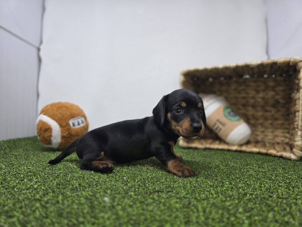 Theo - Dachshund - Image 3