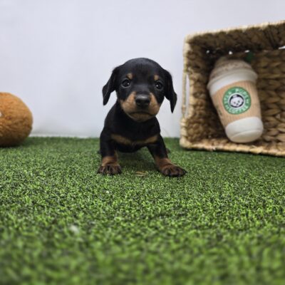 Dachshund - 1270 - Ivy