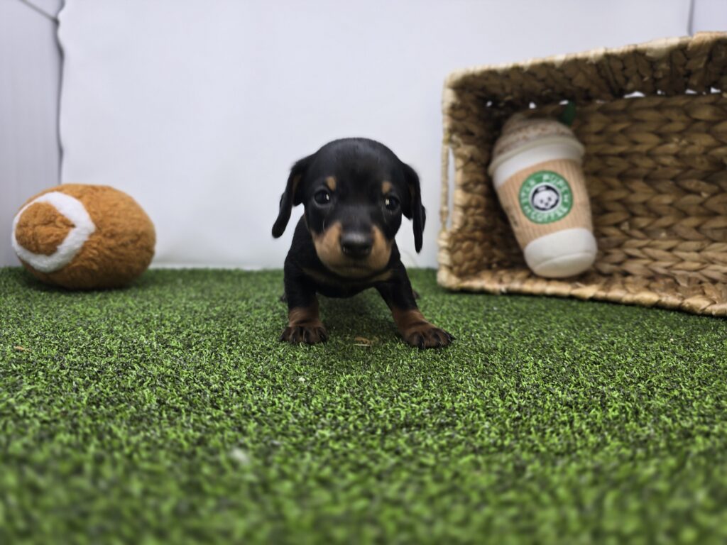 Ivy - Dachshund - Image 2