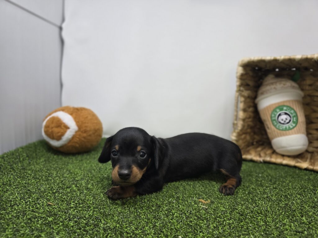 Ivy - Dachshund - Image 5