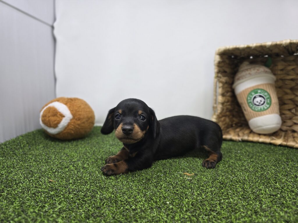 Ivy - Dachshund - Image 6