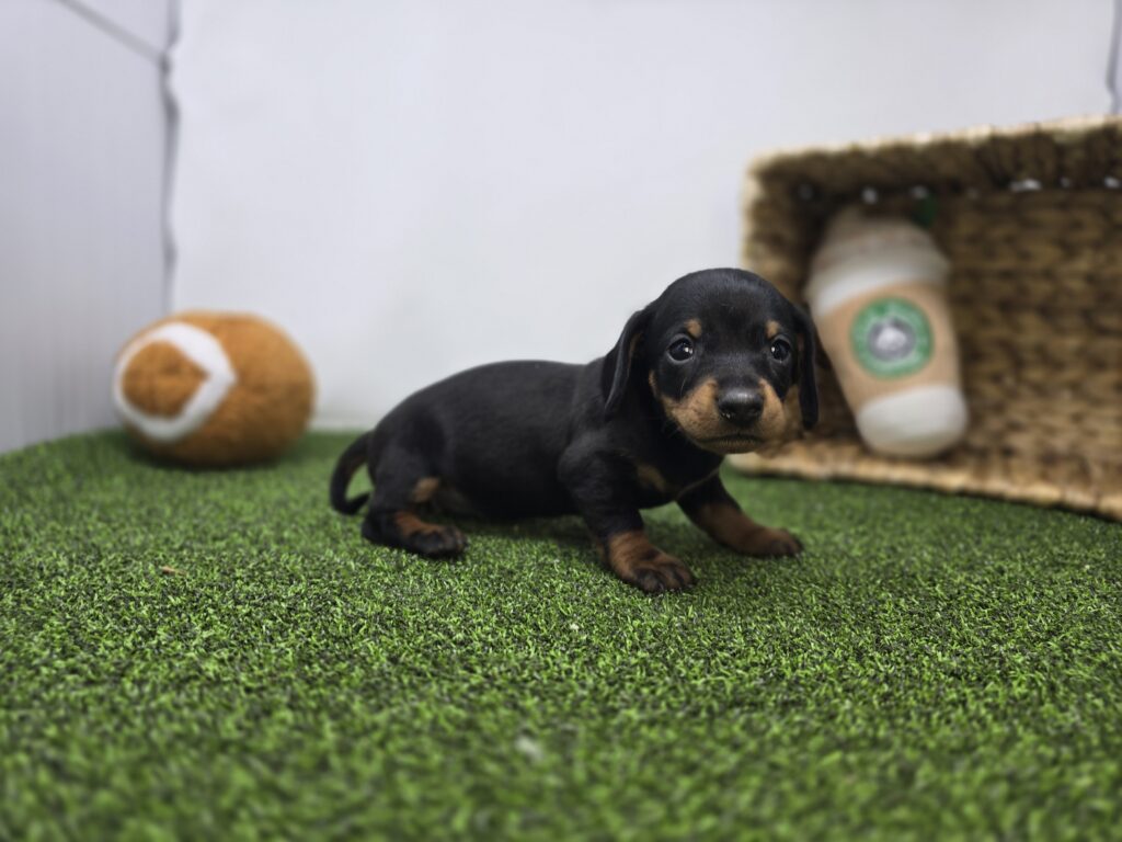Ivy - Dachshund - Image 4
