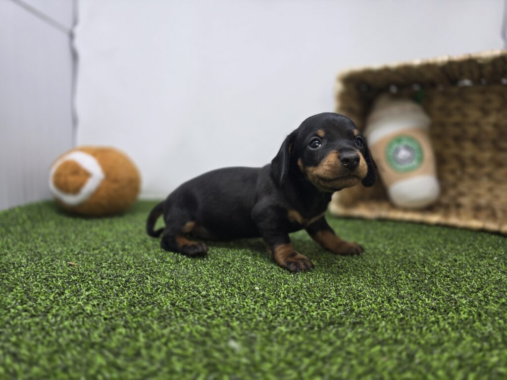 Ivy - Dachshund - Image 3