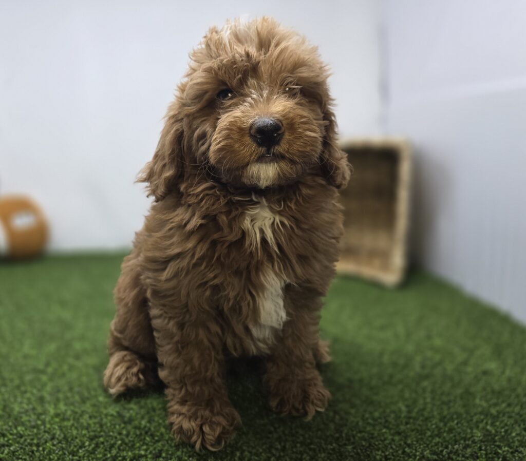 [#261-01]  - Red M Goldendoodle Mini F1b Puppies For Sale