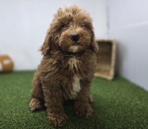 Goldendoodle Mini F1b