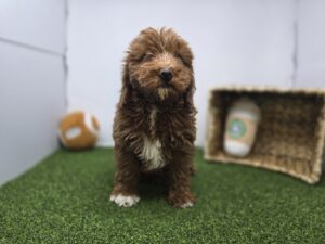 Goldendoodle Mini F1b