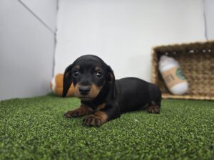Dachshund