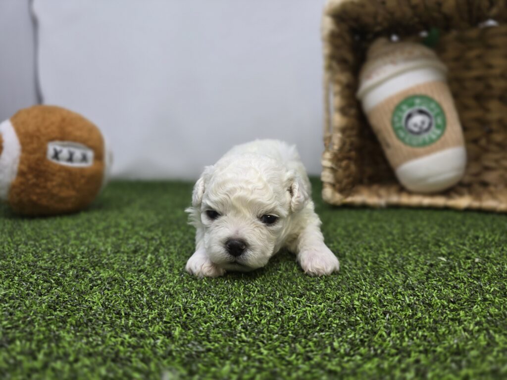 Toby - Bichon/Pekingese - Image 5