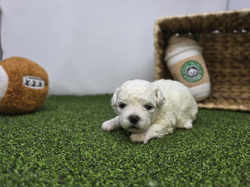 Toby - Bichon/Pekingese - Image 3