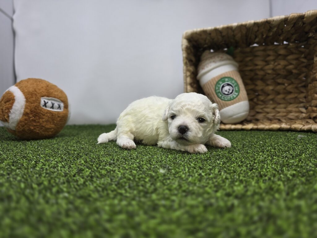 [#262-01]  - White M Bichon/Pekingese Puppies For Sale