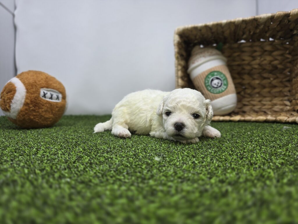 Toby - Bichon/Pekingese - Image 2