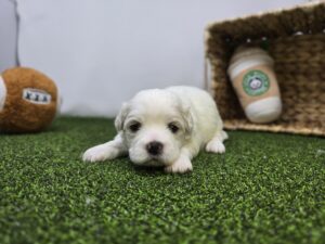 Bichon/Pekingese