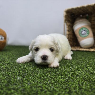 Bichon/Pekingese - 1272 - Owen