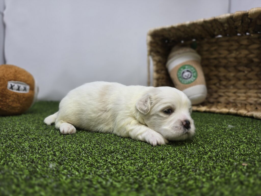 Owen - Bichon/Pekingese - Image 4